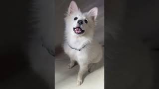 babli dabli 🐶 #youtubeshort #doggielife #viralvideo #newsong #cutepuppy #cute