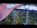 Master Breeder Feeds HUNDREDS of Baby Fish [Tour]