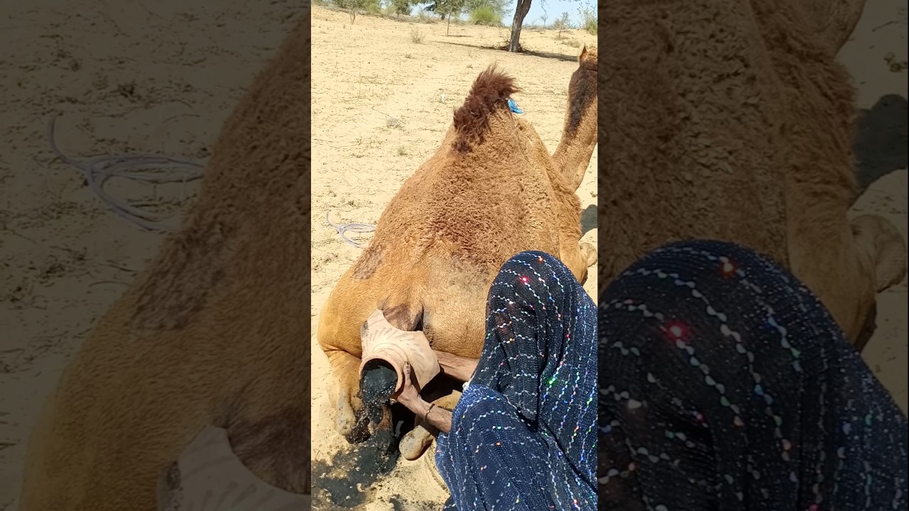 لحظات قبل ولادة الناقة في صحراء ثار… تدخل تقليدي لمساعدة الأم 🐪✨