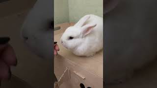 Милый Кролик 🐰 Зайка Встречает Новый День #Bunny #Rabbit #Домашниеживотные #Животные #Кролик