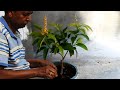 Mango tree grafting and bonsai update