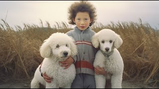 Poodle Freestyle Amazing Dance Routines with Dogs by Poodle USA 30 views 2 days ago 4 minutes, 15 seconds