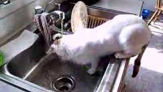 Cat in sink by orionstarman 509 views 17 years ago 34 seconds
