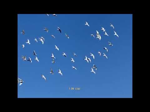 Ver GINESTÀ ft. MARIA HEIN - Els ocells (videolyric) en YouTube Ver GINESTÀ ft. MARIA HEIN - Els ocells (videolyric) en YouTube