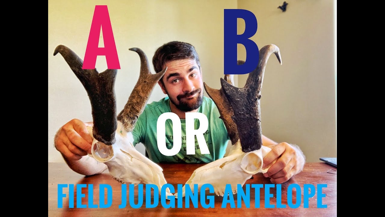 How to Score an Antelope: Field Judging Tips