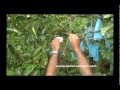 Fertilizacion de la Guanabana Colinagro