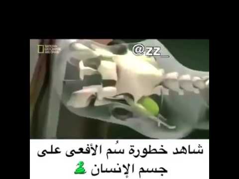 فيديو: كيف يعمل سم الأفعى الجرسية؟