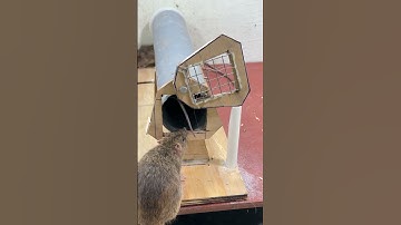 Easy mouse trap from plastic pipe/good rat trap at home #mousetrap #mouse #rattrap