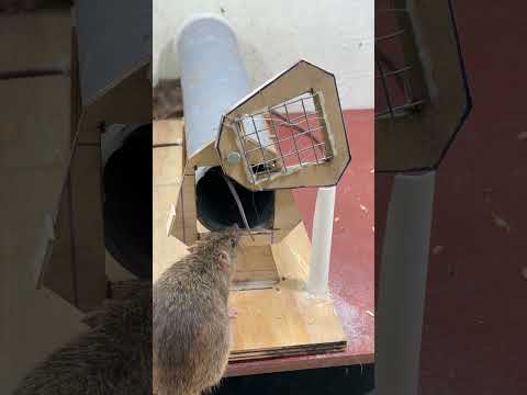 Easy mouse trap