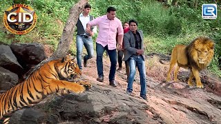 जंगल में शेरों के झुंड ने कर दिया CID Team पर हमला | CID Crime Show | Full HD