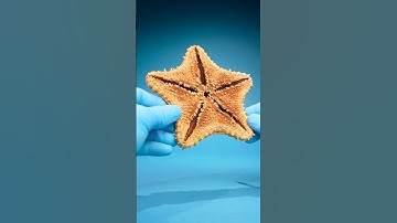 How Do Starfish See?
