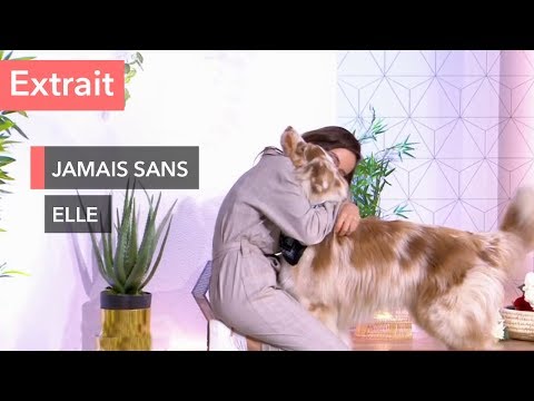 Vidéo: 17 façons bien précises chiens voir humains