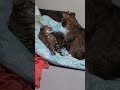 cat love and fight #cat