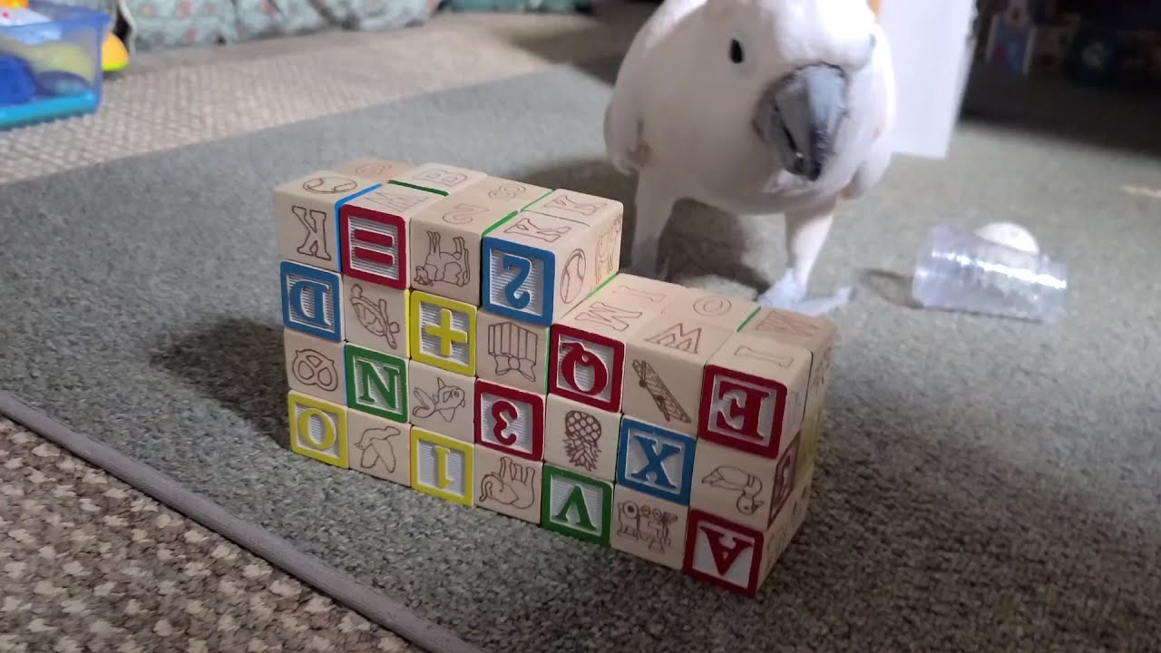 What Does Max Do With Wooden Blocks YouTube