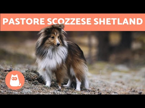 Video: 4 cose da fare quando il tuo cane da pastore delle Shetland è stressato