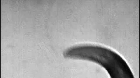 Phototaxis in head of the nematode C. elegans