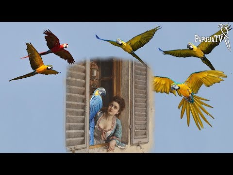 Wideo: Jak Zmierzyć Wysokość Papugi?