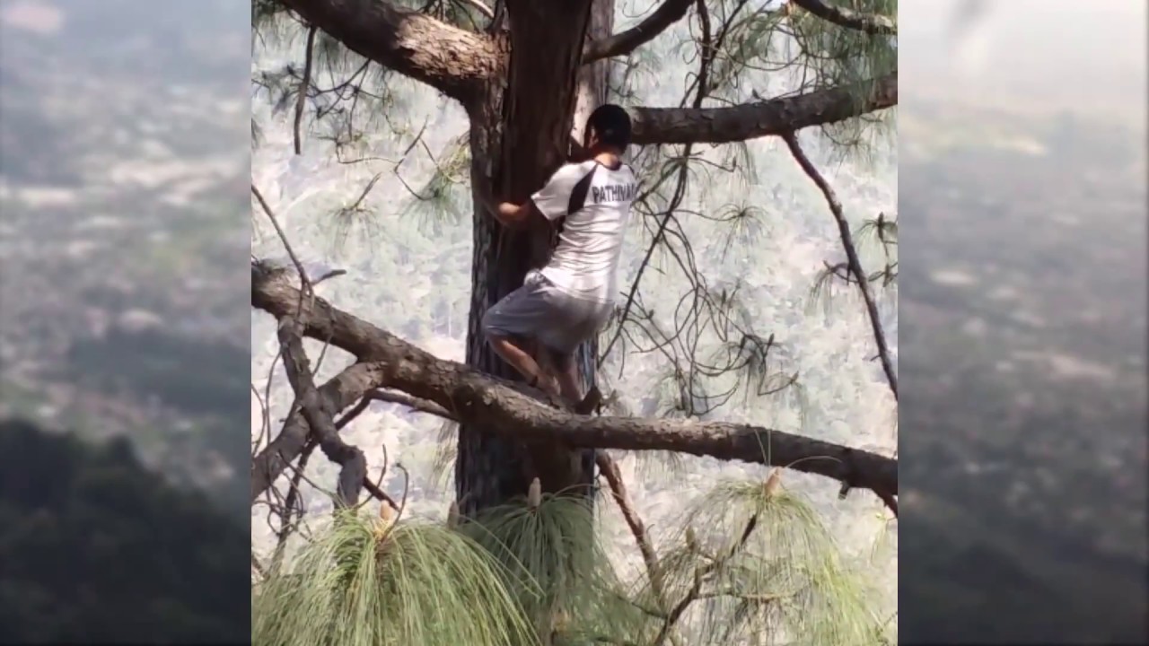 Big Pine Tree Cutting Down Techniques in Nepal. - YouTube