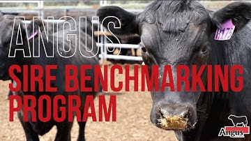 Nominate a bull – Be Part of Cutting-Edge R&D