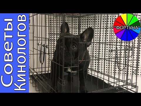 КЛЕТКА ДЛЯ СОБАКИ ЭТО ТЮРЬМА  ИЛИ СПАСЕНИЕ?