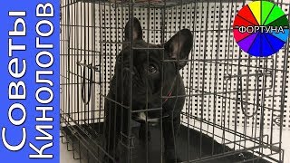 КЛЕТКА ДЛЯ СОБАКИ ЭТО ТЮРЬМА ИЛИ СПАСЕНИЕ? КЛЕТКА ДЛЯ СОБАКИ ЭТО ТЮРЬМА ИЛИ СПАСЕНИЕ?