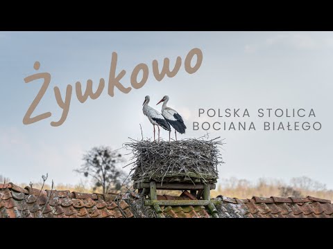 Żywkowo - polska stolica bociana białego - (4K)