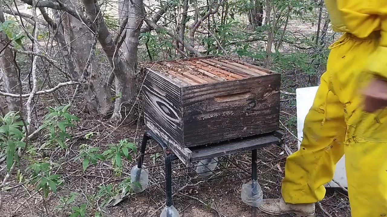 Hoje fui fazer a transferência da abelha pra caixa grande nao tinha mas espaco pra elas trabalhar 