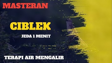 SUARA BURUNG CIBLEK || MASTERAN JERNIH + TERAPI AIR