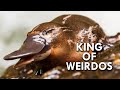 Platypus: The King of Weirdos