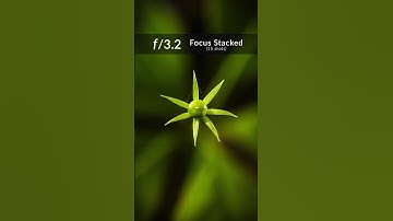 Macro Focus Stacking: Green Star Plant 🌿✨