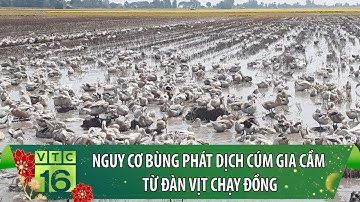 Nóng: Nguy cơ bùng phát dịch cúm gia cầm từ đàn vịt chạy đồng | 10 phút cảnh báo | VTC16