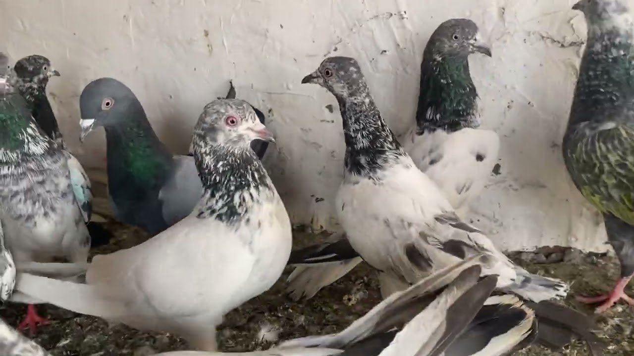 25 pices Border wale Kabutar for sale 🕊️🕊️ Delivery all over india available 