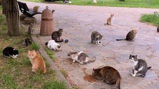 Hundreds of cute cats living in the park came to me when they saw me. I gave them food.