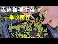 我這樣種生菜, 一季收兩茬! How to grow endless lettuce!