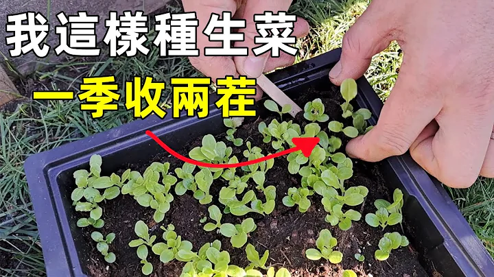 我這樣種生菜, 一季收兩茬! How to grow endless lettuce! - 天天要聞