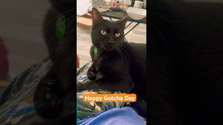 🎃🐈‍⬛Gotcha Day