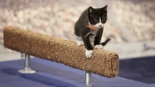 Kitten Summer Games Highlights - Bubbles on the Beam - Hallmark Channel by Kitten Bowl 3,562 views 7 years ago 1 minute, 34 seconds