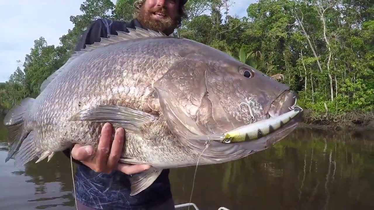 PNG Black Bass - The worlds most powerful sport fish! 