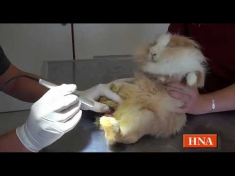 Video: Wird mein Kaninchen Fliegen und Maden überleben?