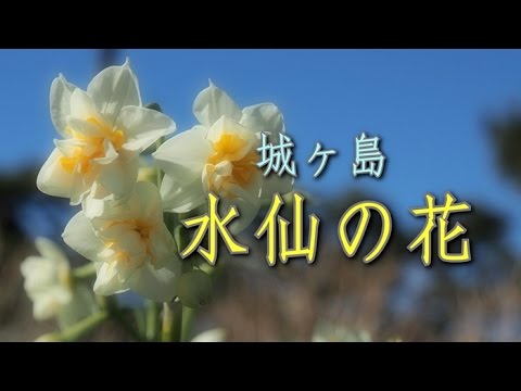 城ヶ島 水仙の花 Youtube