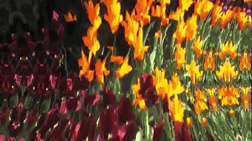 Spring Interrupted II