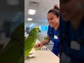 Parrot Says: I Feel Hot When You Walk In