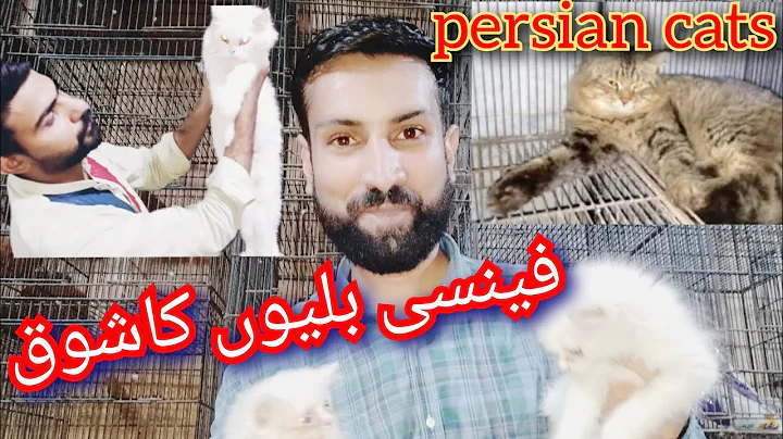 Video 3456721: persian cat breed kitten, persian cat lover's kittens, female persian cat breeding, persian cat male kitten, persian cat kitten cute, persian cat baby kitten