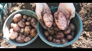 فيديو تحفيزي الجزء1عن الزراعة المنزلية  جني محصول البطاطس01/04/2019