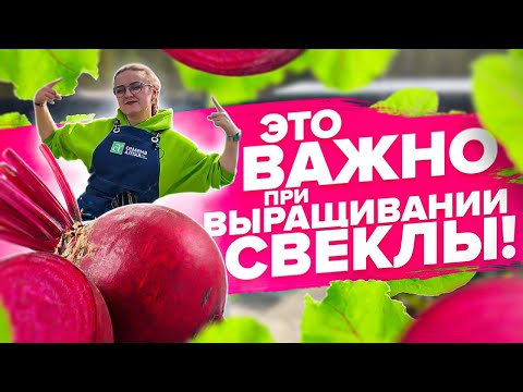 ВСЕ ЧТО НУЖНО ЗНАТЬ О СВЁКЛЕ! Выращивание свеклы