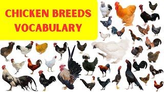 Chicken Breed Names in English with Pictures Common Chicken Breeds Vocabulary Fancy Hen Names