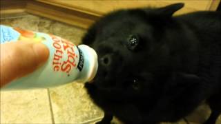 My Schipperke dog Max drinks from the bottle by Lidia Friederich 468 views 8 years ago 1 minute, 46 seconds