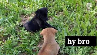 2 Dogs Fight Funny Video Dog Funny Video Animal Fight Video