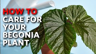 How To Care For Your Begonia Plant | Apartment Therapy