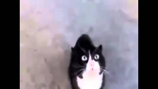 Şarkıcı Kedi Resimi